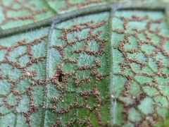 Stegnogramma wilfordii