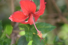 Hibiscus archeri image