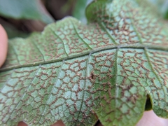 Stegnogramma wilfordii