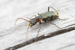 Axinotarsus pulicarius