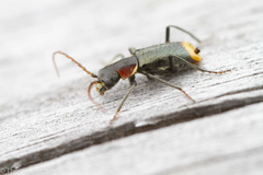 Axinotarsus pulicarius