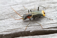 Axinotarsus pulicarius