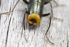 Axinotarsus pulicarius
