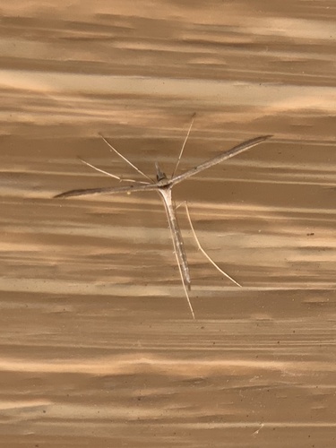 Snout Plume Moth photo 3