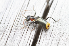 Axinotarsus pulicarius