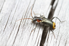 Axinotarsus pulicarius