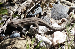 Liolaemus ramirezae
