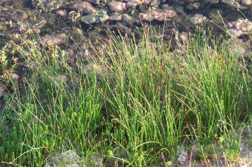 Fimbristylis schoenoides