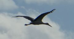Ciconia ciconia