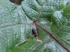 Stegnogramma wilfordii