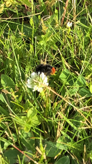 Bombus lapidarius