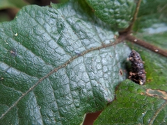 Stegnogramma wilfordii