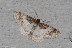 Hydrelia condensata