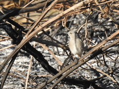 Cnemarchus rufipennis