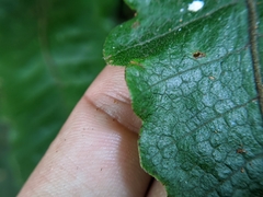 Stegnogramma wilfordii