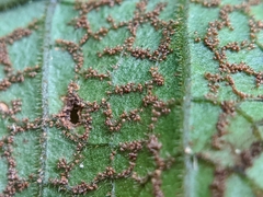 Stegnogramma wilfordii