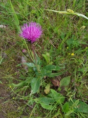 Cirsium heterophyllum