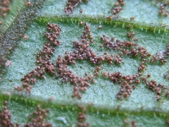 Stegnogramma wilfordii