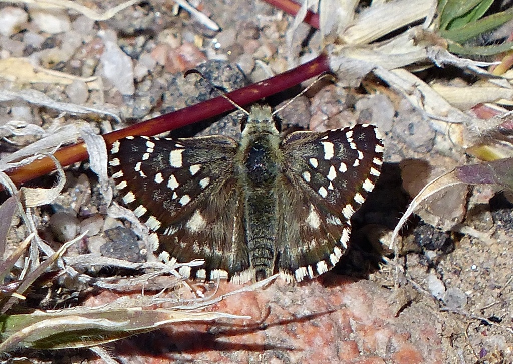 Chirgus bocchoris