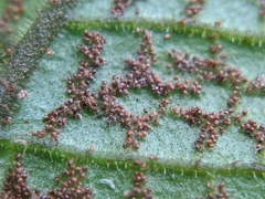 Stegnogramma wilfordii