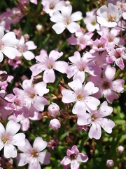 Gypsophila repens