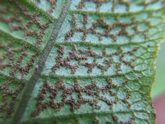 Stegnogramma wilfordii