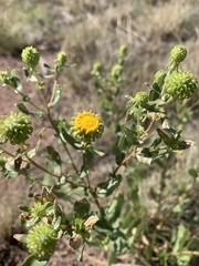 Grindelia inornata