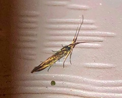 Coleophora mayrella