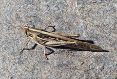 Schistocerca cancellata