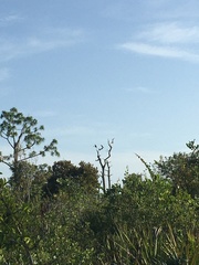 Haliaeetus leucocephalus leucocephalus