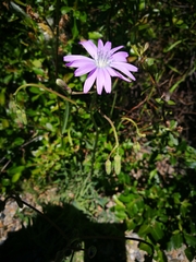 Lactuca perennis