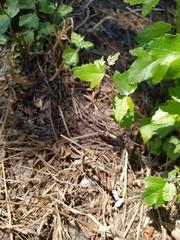 Platycnemis pennipes