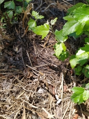 Platycnemis pennipes