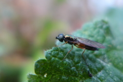 Sargus bipunctatus