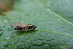 Sargus bipunctatus