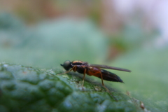 Sargus bipunctatus