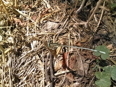 Platycnemis pennipes