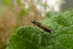 Sargus bipunctatus
