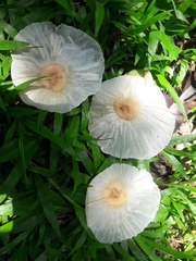 Aspidosperma desmanthum
