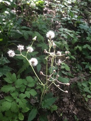 Hieracium sylvularum