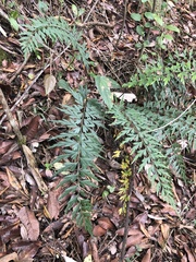 Asplenium praemorsum