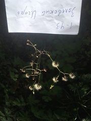 Hieracium sylvularum