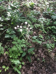 Hieracium sylvularum