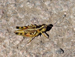 Dichroplus vittatus
