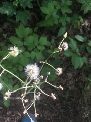 Hieracium sylvularum