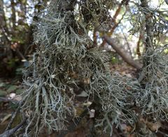 Ramalina calicaris