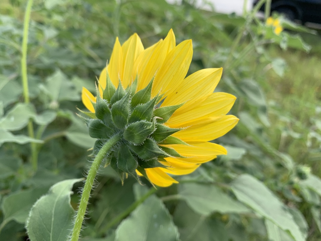 Girasol (Helianthus annuus) · Natusfera