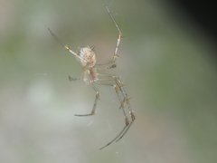 Meotipa spiniventris