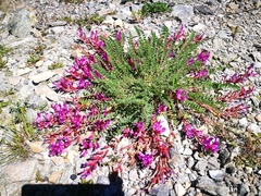 Astragalus monspessulanus monspessulanus
