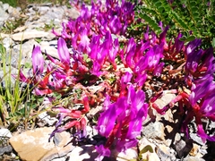 Astragalus monspessulanus monspessulanus